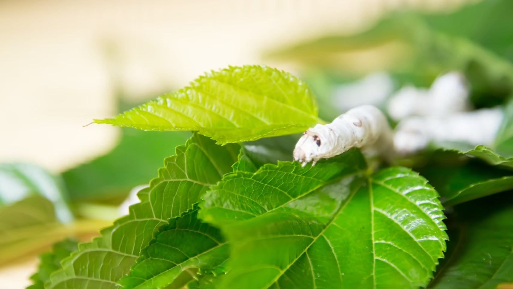 HOLISTIC JAPAN（ホリスティックジャパン）| ホリスティック